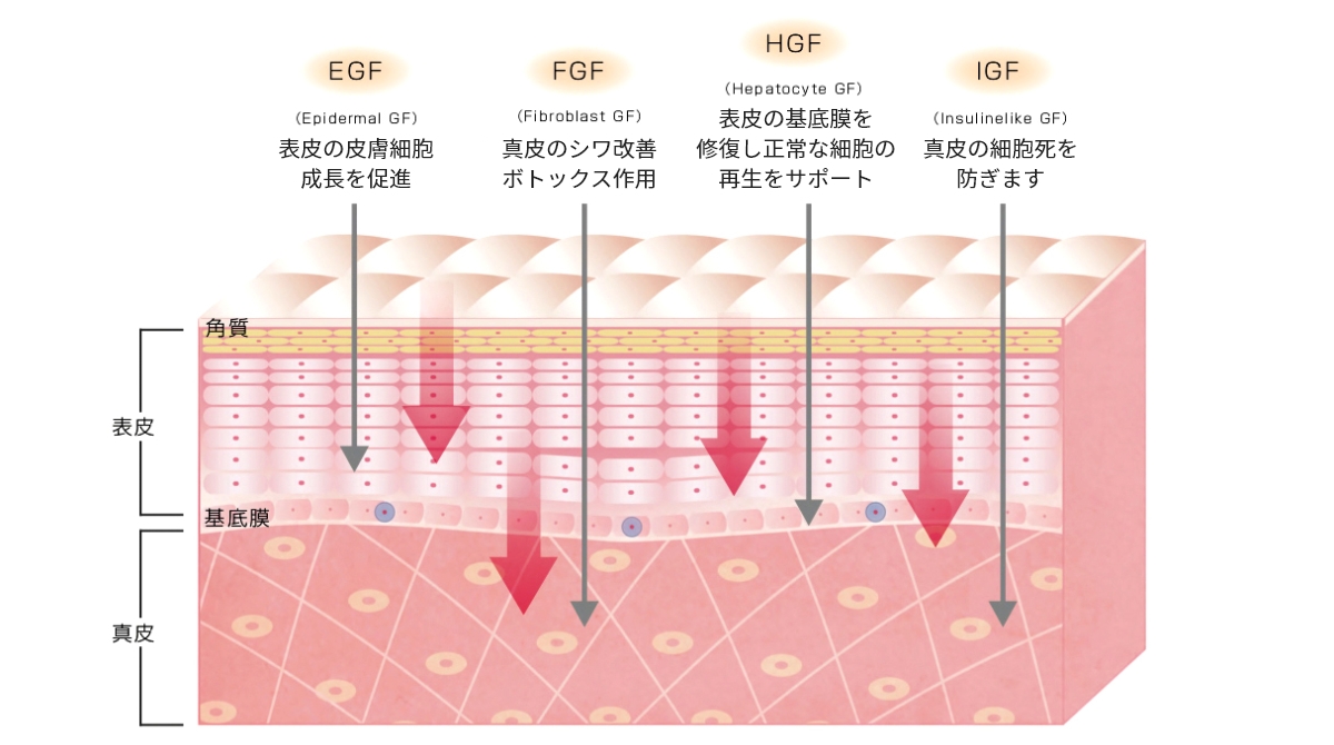 頭皮の地肌にヒト幹細胞培養液を導入し改善を表す図